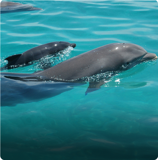 Kizimkazi Dolphin